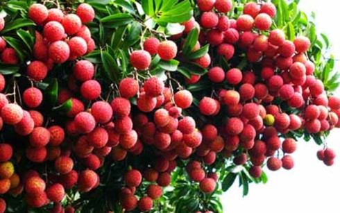 Bắc Giang tăng qui mô vải thiều năm 2018. (Ảnh: Internet)