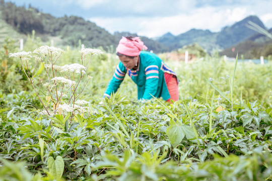 Khí hậu và thổ nhưỡng vùng cao của Việt Nam thích hợp cho nhiều loại dược liệu quý. Trong ảnh: Vùng trồng dược liệu tại tỉnh Lào Cai Ảnh: Việt Lan