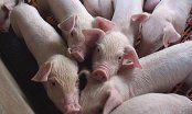 ‘Giải cứu lợn’: Công ty nước ngoài muốn nhập hàng trăm tấn lợn Việt Nam
