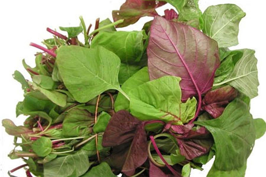 Cây dại bờ rào Việt Nam thành thần dược đắt giá toàn thế giới