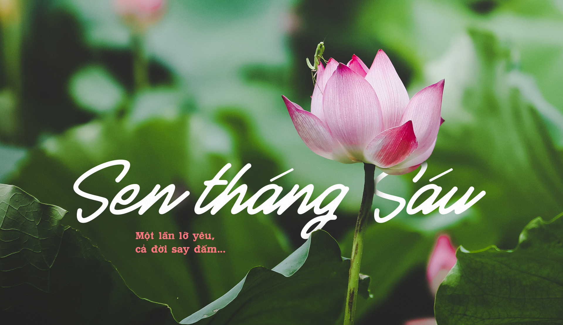 Sen tháng Sáu, một trong những hình ảnh đẹp nhất của mùa hè. Chúng tôi có nhiều bức ảnh sen rực rỡ và lãng mạn cho bạn thưởng thức, kèm theo những lời giới thiệu tình cảm về người phụ nữ Việt Nam trong thơ ca. Hãy để sen tháng Sáu gợi lại trong bạn những cảm xúc đẹp và tinh khôi.