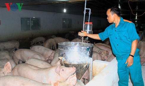 Nông dân bỏ tiền tỷ để được nuôi lợn thuê - Ảnh 1.