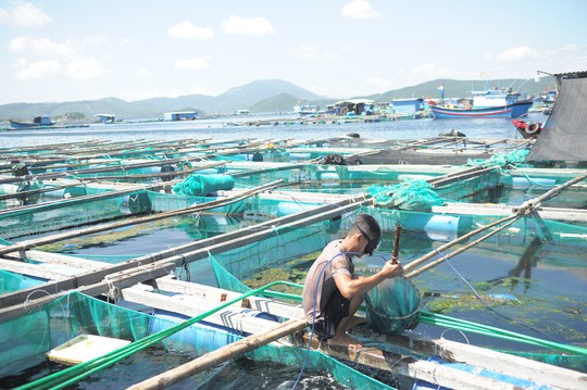Tôm hùm, cá bớp ở Vân Phong chết hàng loạt vì tảo độc - Ảnh 1.