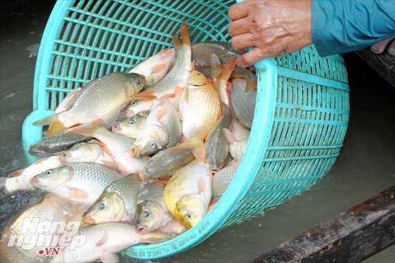 Cận cảnh nuôi cá ruộng mùa lũ ở miền Tây không cho ăn vẫn lớn như thổi - Ảnh 15.