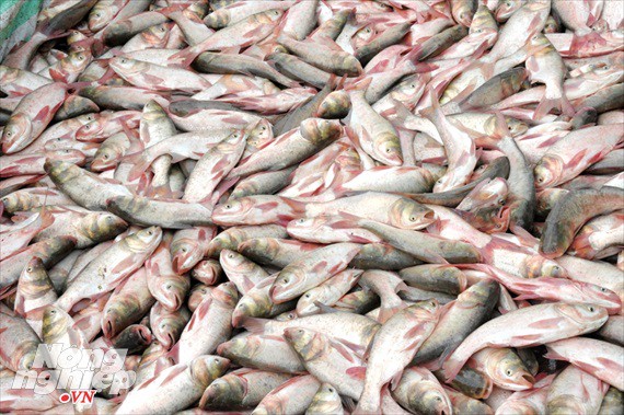 Cận cảnh nuôi cá ruộng mùa lũ ở miền Tây không cho ăn vẫn lớn như thổi - Ảnh 16.