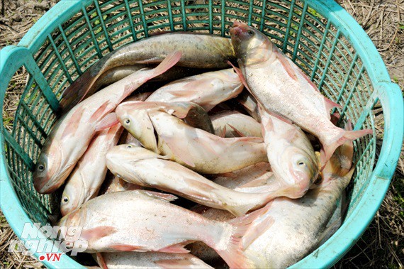 Cận cảnh nuôi cá ruộng mùa lũ ở miền Tây không cho ăn vẫn lớn như thổi - Ảnh 18.