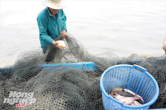 Cận cảnh nuôi cá ruộng mùa lũ ở miền Tây không cho ăn vẫn lớn như thổi - Ảnh 4.