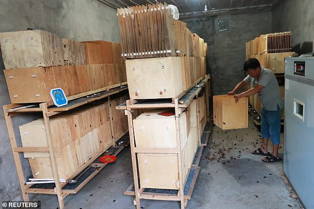 Hàng tỷ con gián đã giúp Trung Quốc xử lý 50 tấn thức ăn thừa mỗi ngày như thế nào? - Ảnh 5.