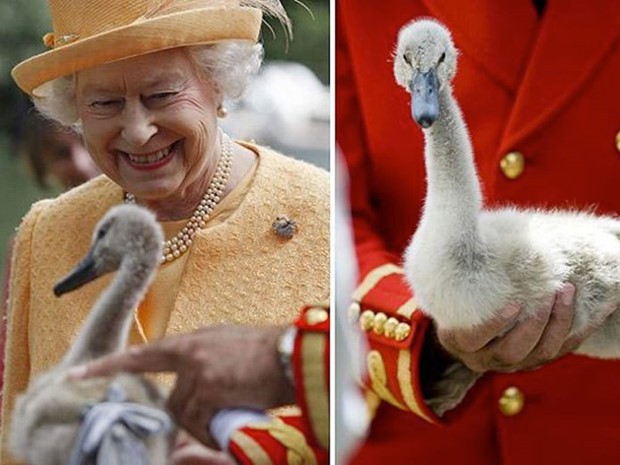Anh: Ô tô cũng phải lùi bước trước thiên nga - loài chim quốc gia được chính Nữ hoàng bảo hộ - Ảnh 1.
