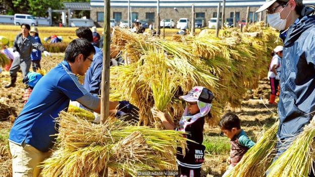 Làng thần kỳ Nhật Bản: Từ nghèo nhất đến nổi tiếng khắp cả nước, doanh số bán gạo tăng 400% nhờ biến ruộng lúa thành tranh - Ảnh 2.