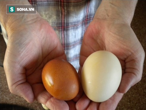  Trứng gà hay trứng vịt tốt hơn: Vì hiểu sai nên nhiều người đã bỏ phí cơ hội bồi dưỡng - Ảnh 1.