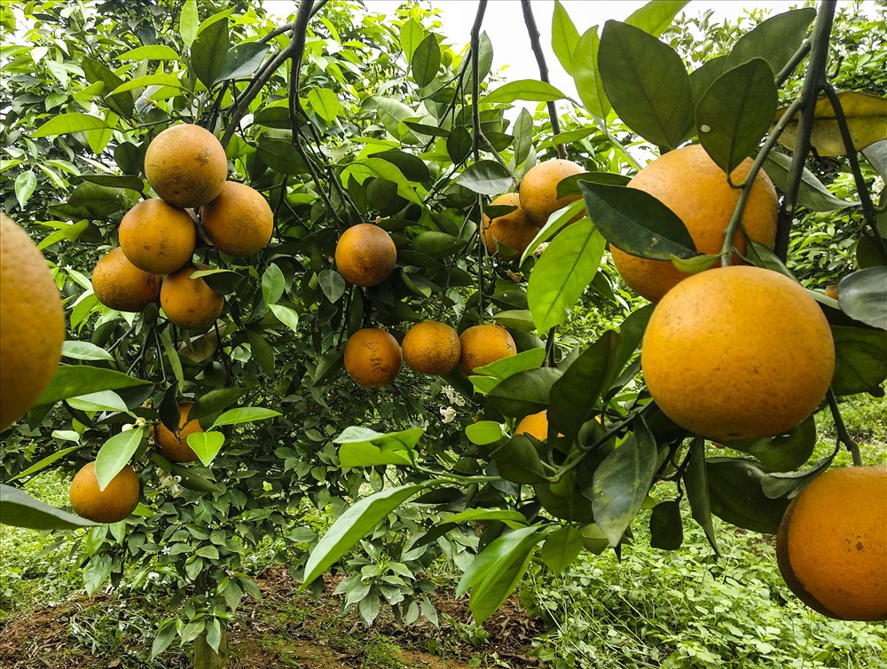 Cận cảnh vườn cam cho lãi gần 1 tỷ đồng/năm của nông dân Hòa Bình