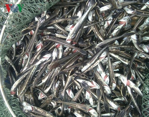 Cá chết hàng loạt ở khu vực nuôi cá lồng bè gần Nhiệt điện Vĩnh Tân - Ảnh 3.