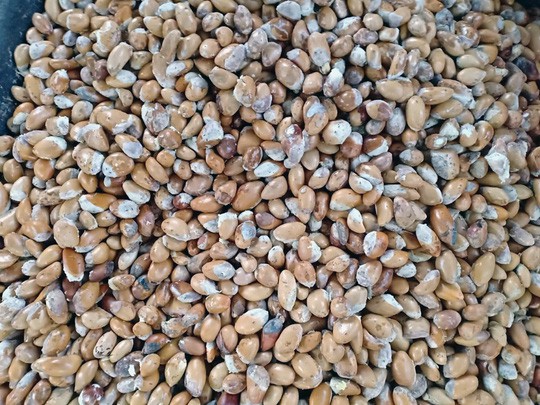 Thực hư về “sầu riêng ăn trả hạt giá 15.000 đồng/kg - Ảnh 6.