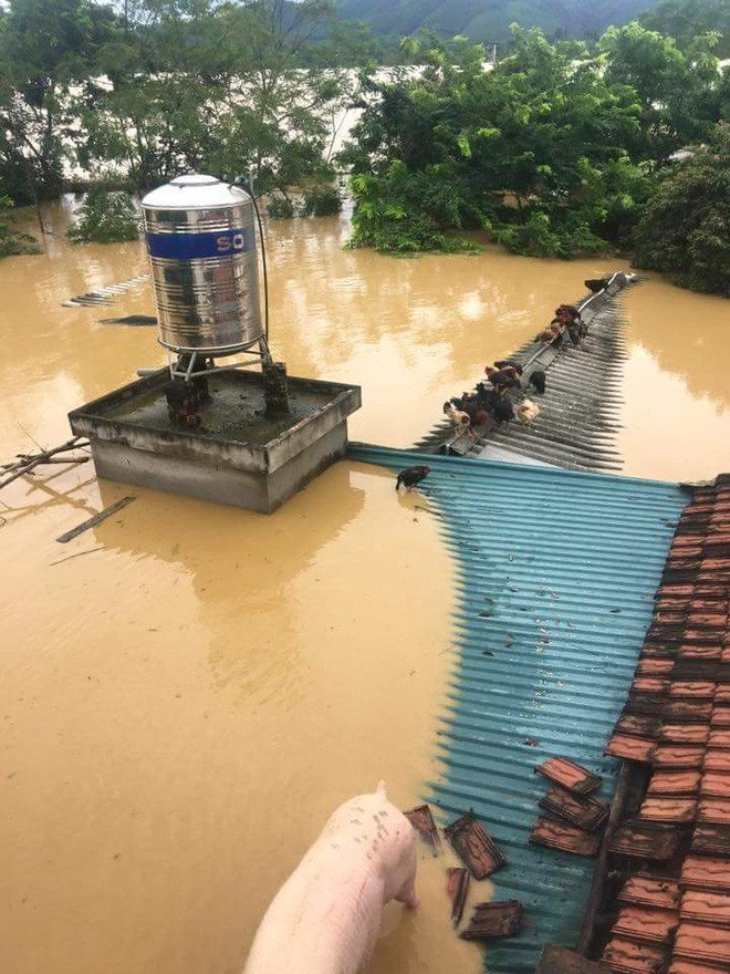 Những hình ảnh hiếm thấy trên đường phố sau trận ngập lụt kinh hoàng tại miền Bắc - Ảnh 4.