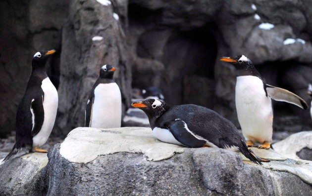 
Chim cánh cụt ở vườn thú Calgary cũng phải di tản vì quá lạnh.
