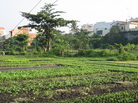 Hỗ trợ hơn 7 triệu đồng/m2 đất khu vườn rau Lộc Hưng - Ảnh 1.