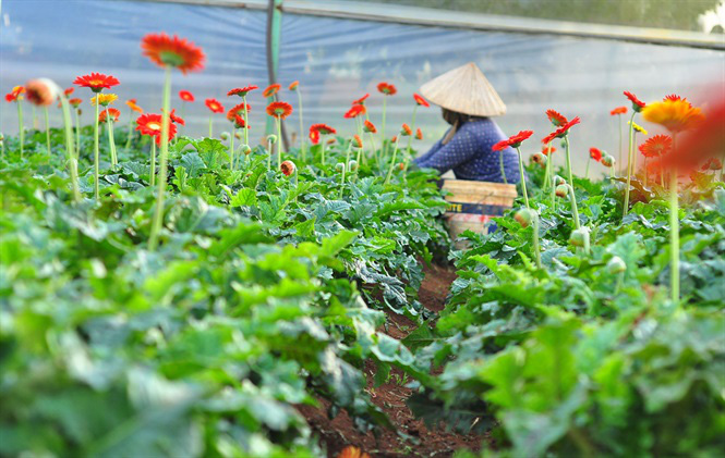 Nông dân Đà Lạt thu hàng trăm triệu từ vườn hoa đồng tiền Nông Dân Đà Lạt Thu Hàng Trăm Triệu Từ Vườn Hoa Đồng Tiền