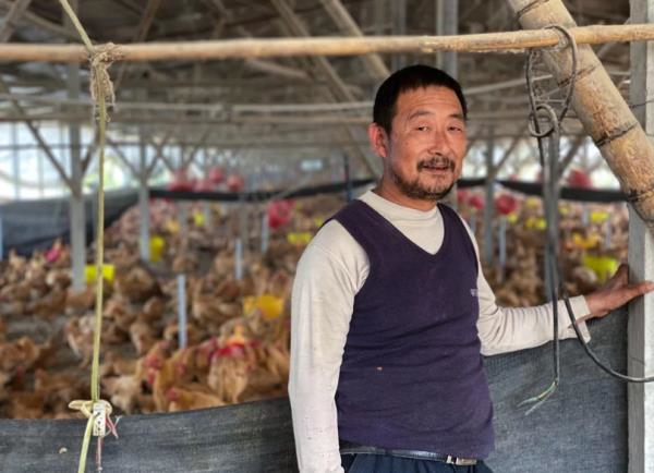 Lợn chết chuyển sang nuôi gà, nông dân Trung Quốc vẫn méo mặt vì thua lỗ - Ảnh 1.