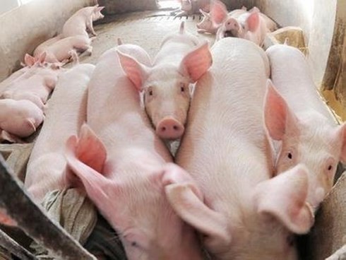 Xôn xao thông tư “cấm lợn ăn bèo, chuối”: Bộ Nông nghiệp nói gì? - Ảnh 1.