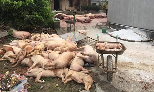 Đề xuất cấp đông hàng triệu tấn thịt lợn để dự trữ đối phó dịch tả lợn - Ảnh 1.
