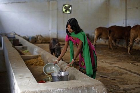 Đại chiến thần bò tại Ấn Độ: Khi nước tiểu bò đắt giá hơn cả sữa - Ảnh 1.