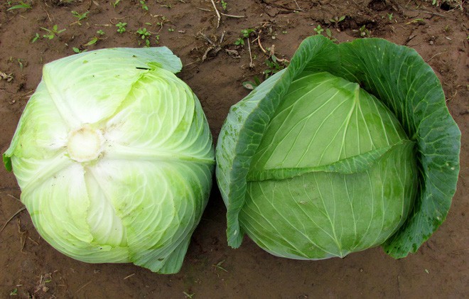 Bắp cải loài rau được ví "thần dược của người nghèo": Hãy nghe chuyên gia  nói về tác dụng