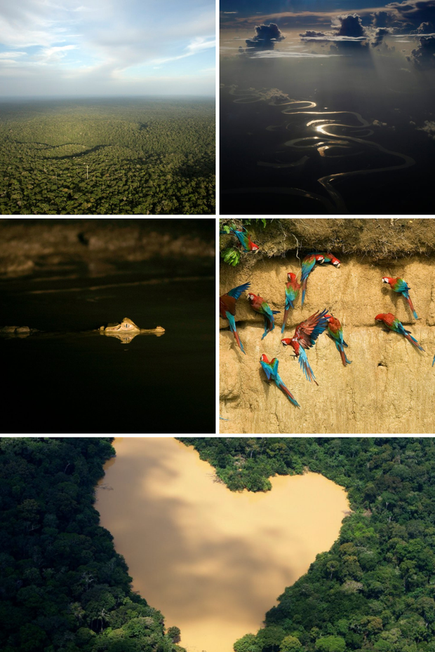 Loạt ảnh Amazon trước và sau đại nạn cháy rừng 2019: Lá phổi xanh ngày nào đã mang đầy bệnh tật do con người đầu độc - Ảnh 13.