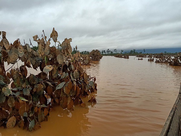Thêm một cái hạn chưa từng có HAGL Agrico (HNG): 1.500 ha trái cây sắp thu hoạch tại Lào đang bị ngập lụt nặng nề - Ảnh 5.
