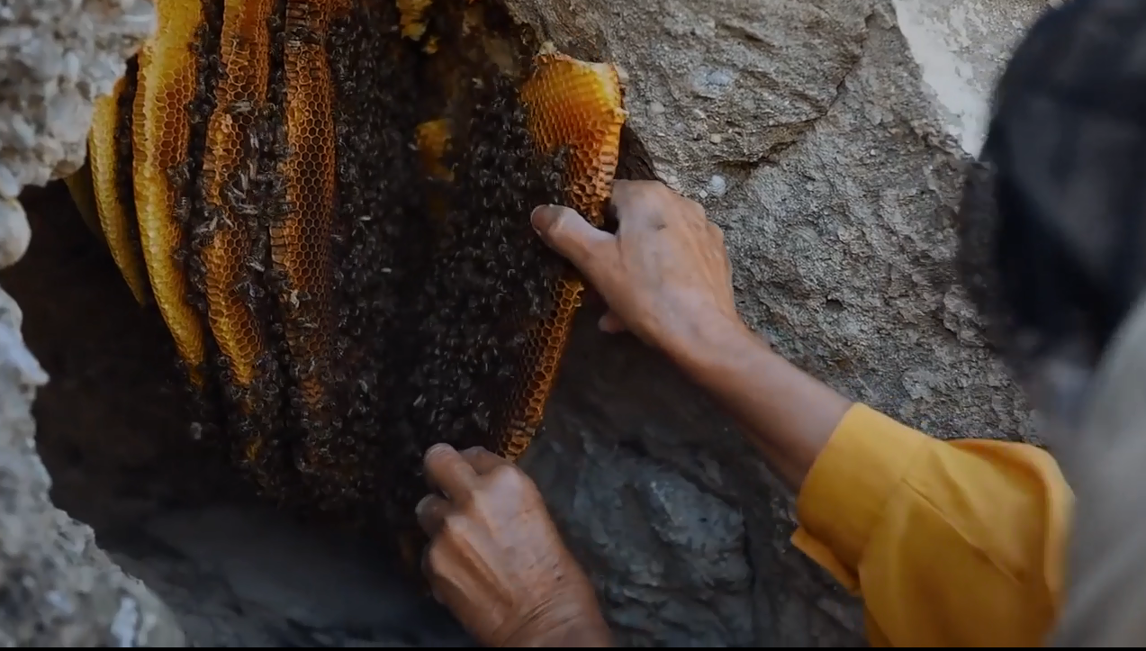 Bài học cuộc sống từ người nuôi ong hoang dã cuối cùng của châu Âu: Để giao  tiếp, điều khiển đàn ong, bạn không cần có sức mạnh nhưng rất cần sự