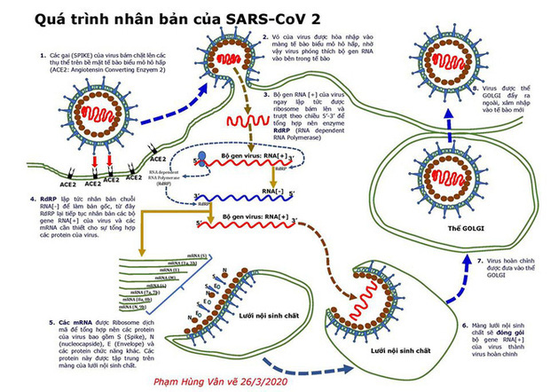 Chủ tịch Hội Vi sinh Lâm sàng: Hai lý do khiến dịch Covid-19 lây lan với tốc độ nhanh khủng khiếp - Ảnh 2.