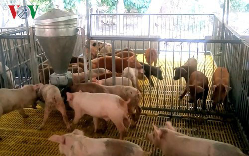 Giá thịt lợn tăng cao kỷ lục và có nguy cơ tăng tiếp - Ảnh 1.