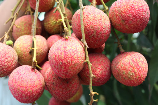 7 loại quả là “đặc sản” của mùa hè và những lưu ý cực quan trọng khi ăn  - Ảnh 4.