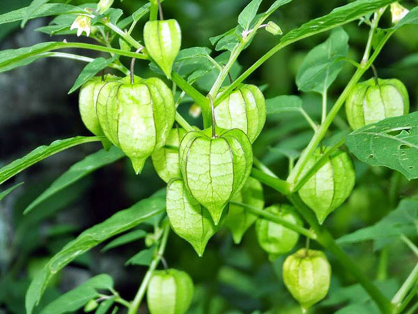 Đây là loại quả mà người Việt chỉ coi là cỏ dại, sang Nhật được tôn như thảo dược quý chữa đủ thứ bệnh, bán giá 700k/kg vẫn cháy hàng - Ảnh 5.