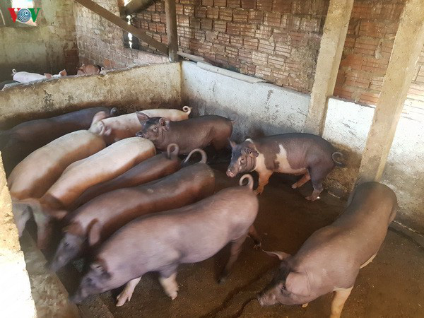 Giá lợn giống khoảng 4 kg có giá gần 2 triệu đồng, nông dân khó tái đàn - Ảnh 2.
