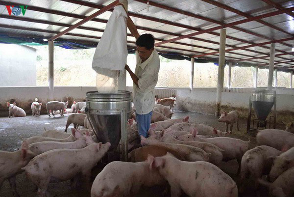 Giá lợn giống khoảng 4 kg có giá gần 2 triệu đồng, nông dân khó tái đàn - Ảnh 3.