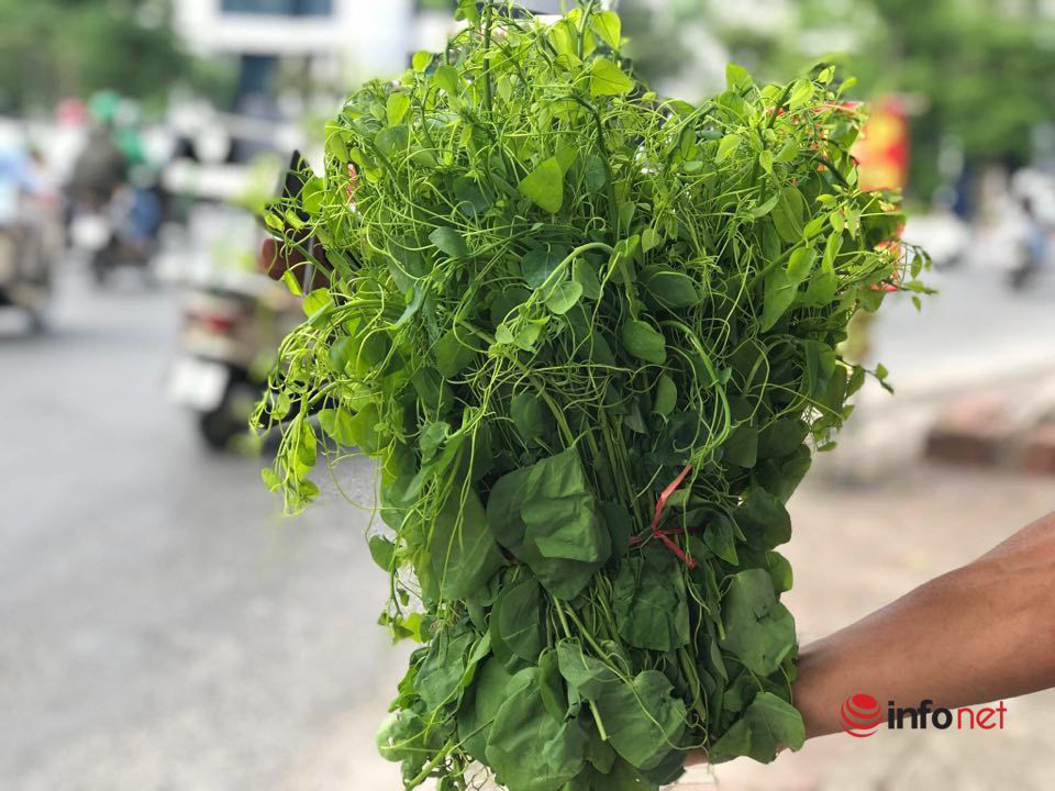 Đặc sản rau rừng đổ bộ về Thủ đô, giá 'chát' vẫn cháy hàng