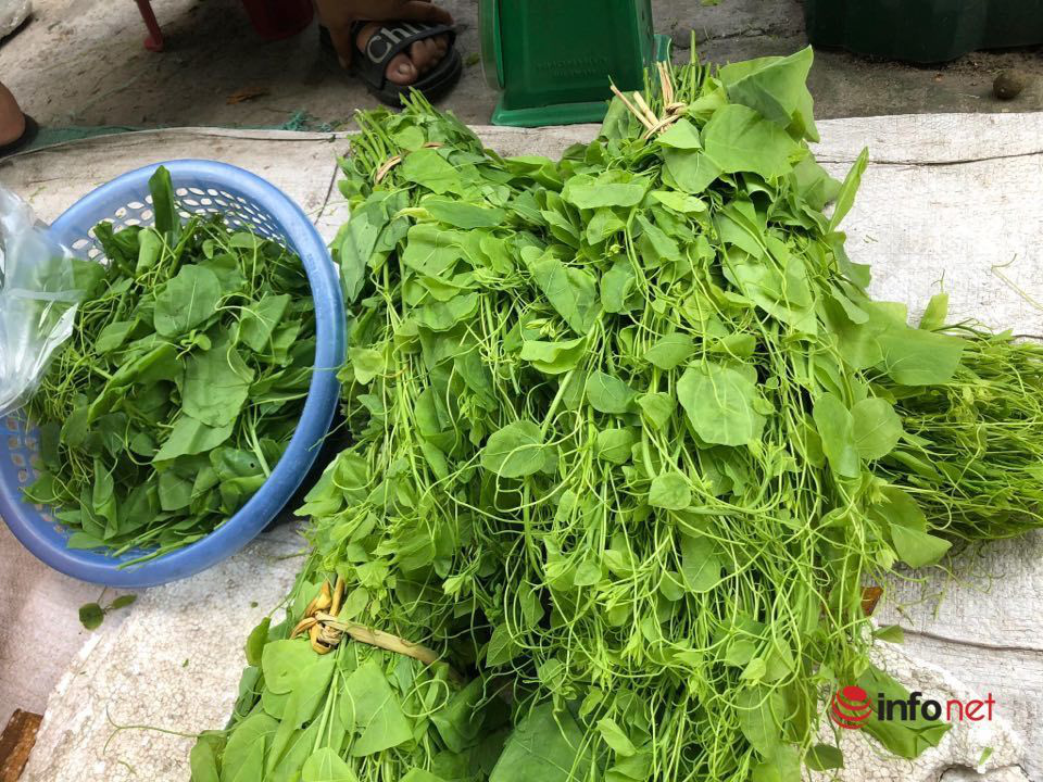 Đặc sản rau rừng đổ bộ về Thủ đô, giá 'chát' vẫn cháy hàng