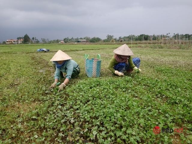 Mưa lũ nhấn chìm vựa rau lớn nhất ở Huế, gây thiệt hại lớn - Ảnh 3.