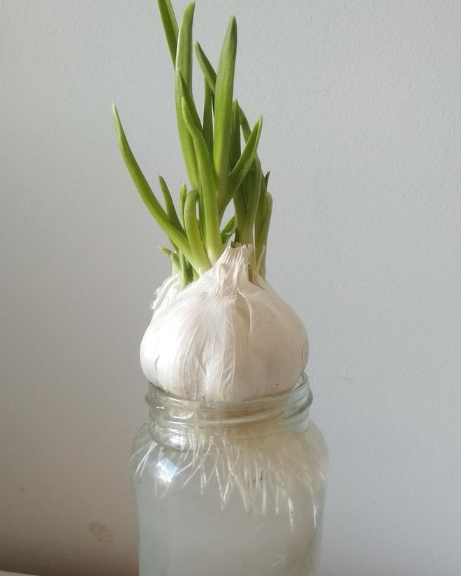 Một số loại thực phẩm biến thành chất độc khi mọc mầm, nhưng có 3 loại thực  phẩm lại trở nên bổ dưỡng hơn sau khi nảy mầm