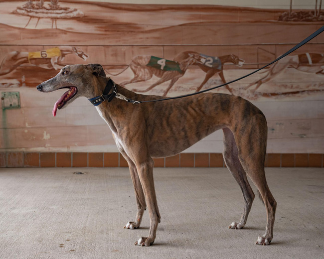 Kỷ nguyên đua chó săn tại Mỹ sắp kết thúc: Hàng ngàn chú chó bị ngược