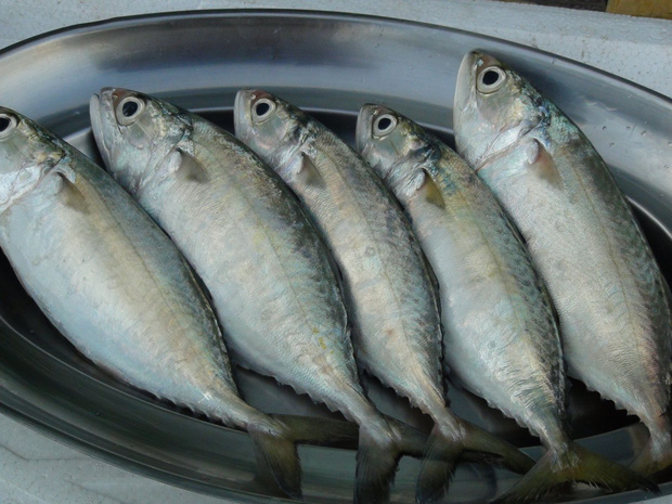5 loại cá có khả năng biến thành độc dược, được khuyên nên ăn ít kẻo ung thư tìm đến - Ảnh 4.