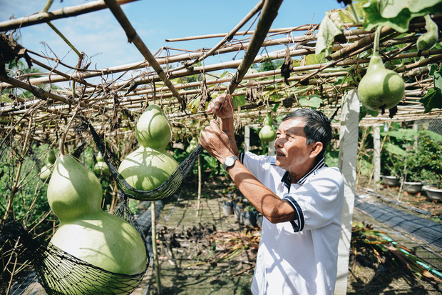 Cận cảnh những quả bầu hồ lô “siêu to khổng lồ” ngồi đung đưa trên võng giá gần cả triệu đồng - Ảnh 3.