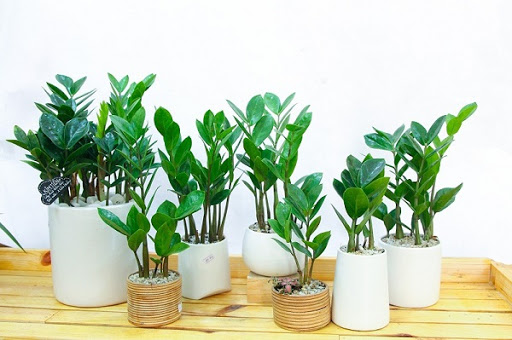 Chuẩn bị dọn nhà đón năm mới, chuyên gia phong thủy chỉ cách bố trí lối vào để rước tài lộc vào nhà - Ảnh 1. Chuẩn bị dọn nhà đón năm mới, chuyên gia phong thủy chỉ cách bố trí lối vào để rước tài lộc vào nhà - Ảnh 1.
