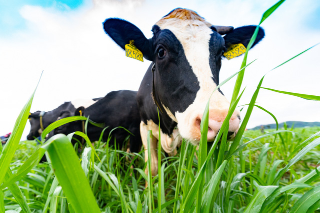  Sau 2 năm đổ nghìn tỷ vào trang trại bò sữa, NutiFood thu được gì?  - Ảnh 2.