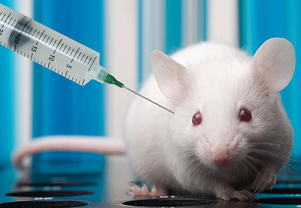 OncoMouse - Con chuột bị cấy gen ung thư một thời làm xáo trộn cả giới nghiên cứu khoa học, khiến ĐH Harvard phải mang tiếng xấu đến tận hôm nay - Ảnh 5.