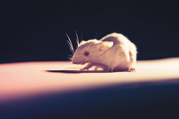 OncoMouse - Con chuột bị cấy gen ung thư một thời làm xáo trộn cả giới nghiên cứu khoa học, khiến ĐH Harvard phải mang tiếng xấu đến tận hôm nay - Ảnh 1.