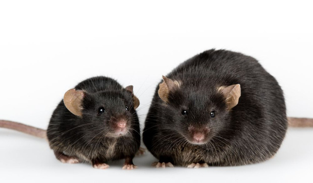 OncoMouse - Con chuột bị cấy gen ung thư một thời làm xáo trộn cả giới nghiên cứu khoa học, khiến ĐH Harvard phải mang tiếng xấu đến tận hôm nay - Ảnh 2.