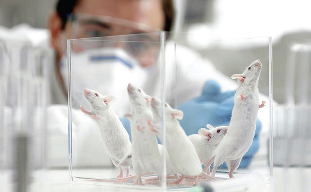 OncoMouse - Con chuột bị cấy gen ung thư một thời làm xáo trộn cả giới nghiên cứu khoa học, khiến ĐH Harvard phải mang tiếng xấu đến tận hôm nay - Ảnh 3.