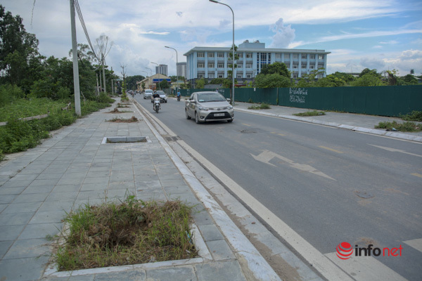 Cây chết khô, um tùm cỏ dại, rác thải bủa vây đường nối đại lộ Thăng Long - Ảnh 1.